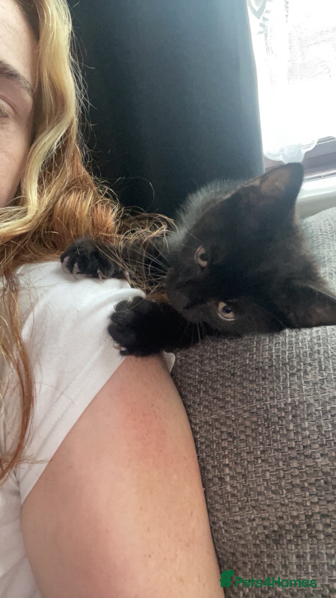 Mixed Breed cats for sale: Two beautiful mixed breed kittens  - Image 5