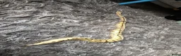 Python Snake reptiles for sale: Firebee ball python with viviuram  - Advert 4