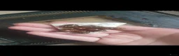 Snails invertebrates for sale: Giant African land snails for sale  - Advert 4