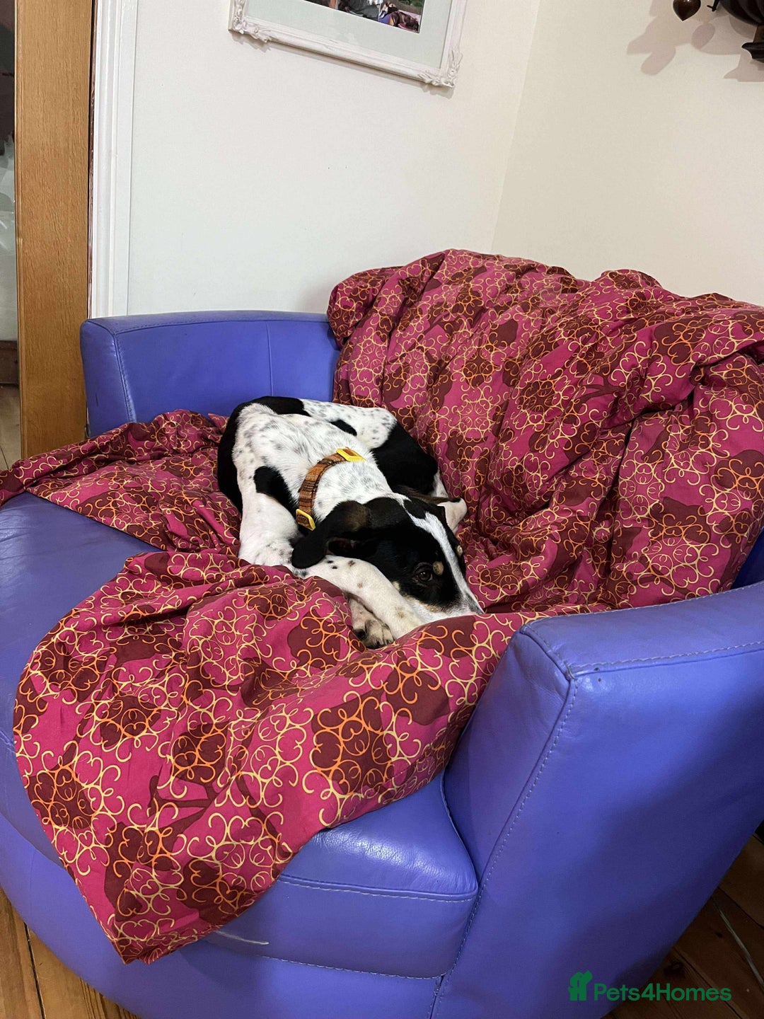 Mixed Breed dogs for adoption: Aria is ready for her forever family! - Advert 3