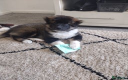 Akita dogs for sale: Long haired American akita  - Image 4