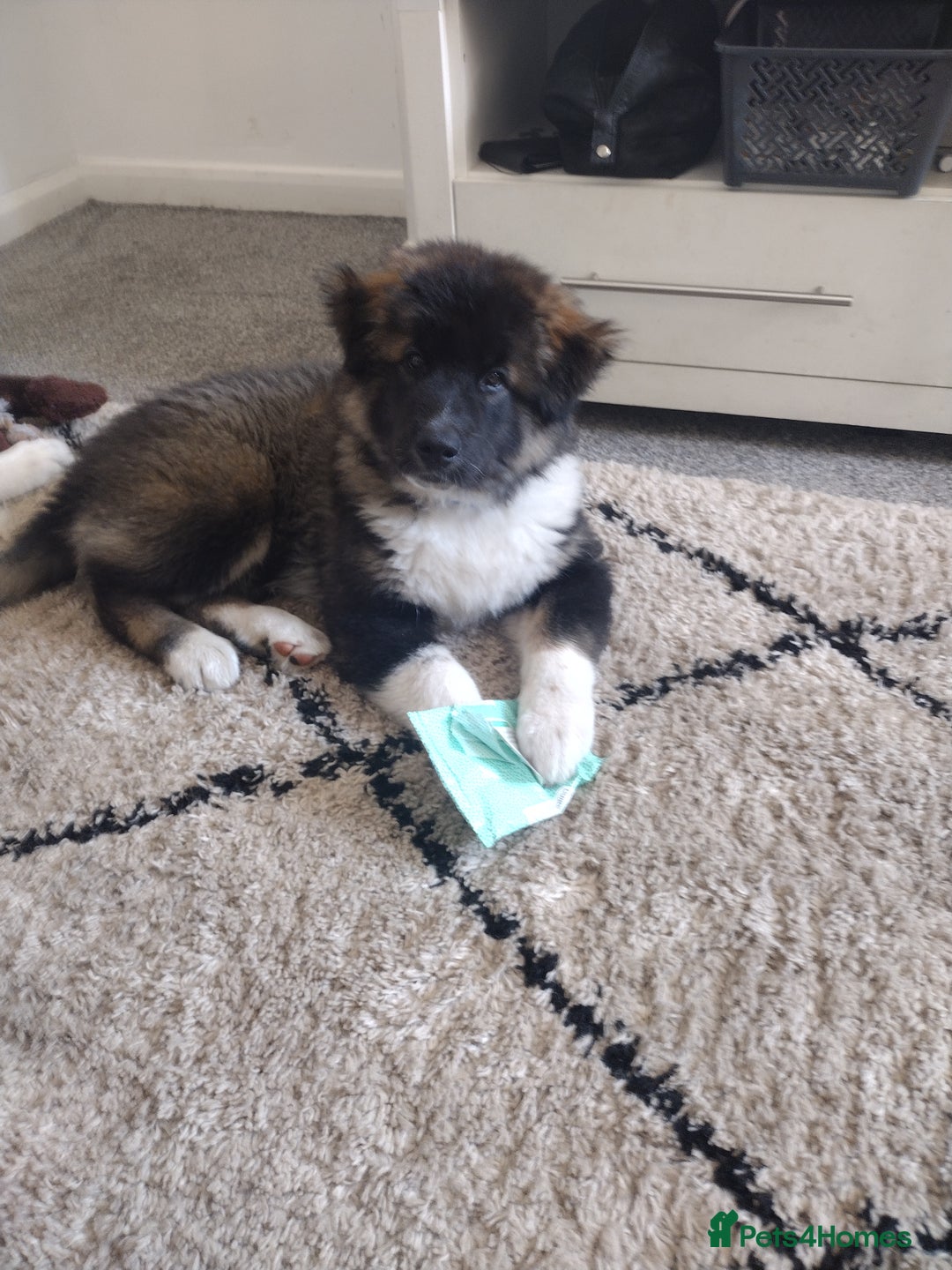 Akita dogs for sale: Long haired American akita  - Image 4