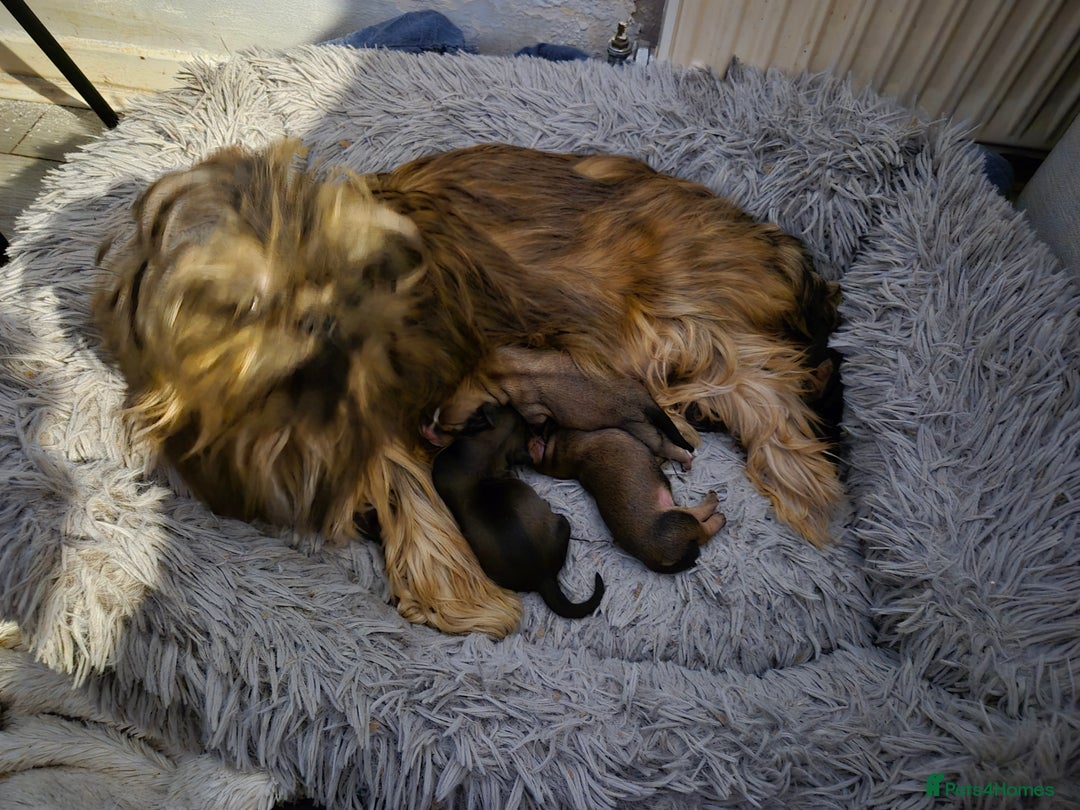 Mixed Breed dogs for sale: Shih Zhu, Dachshund puppies - Image 6