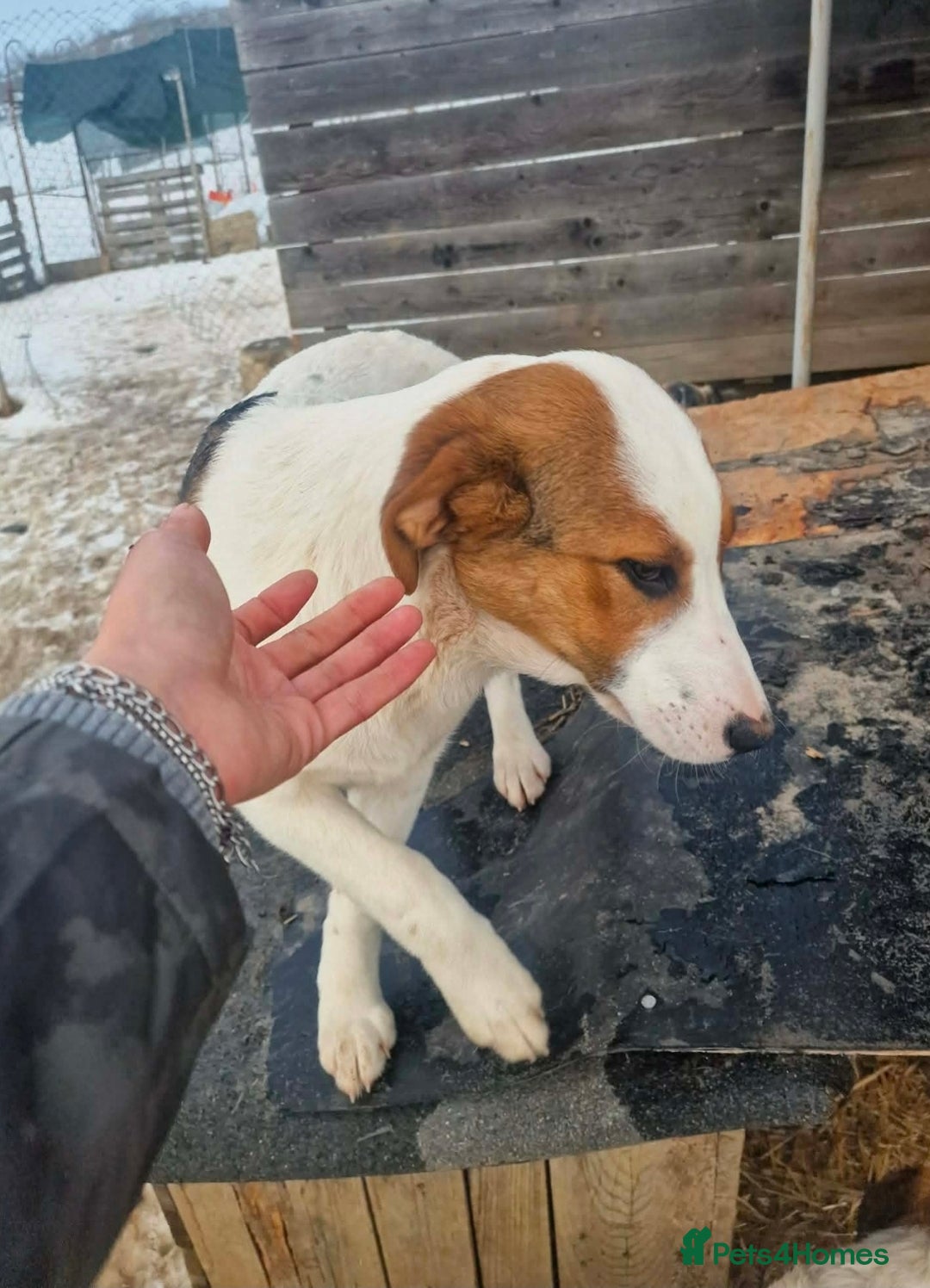 Mixed Breed dogs for adoption: MELODY ( FOSTER TO ADOPT)  - Advert 6