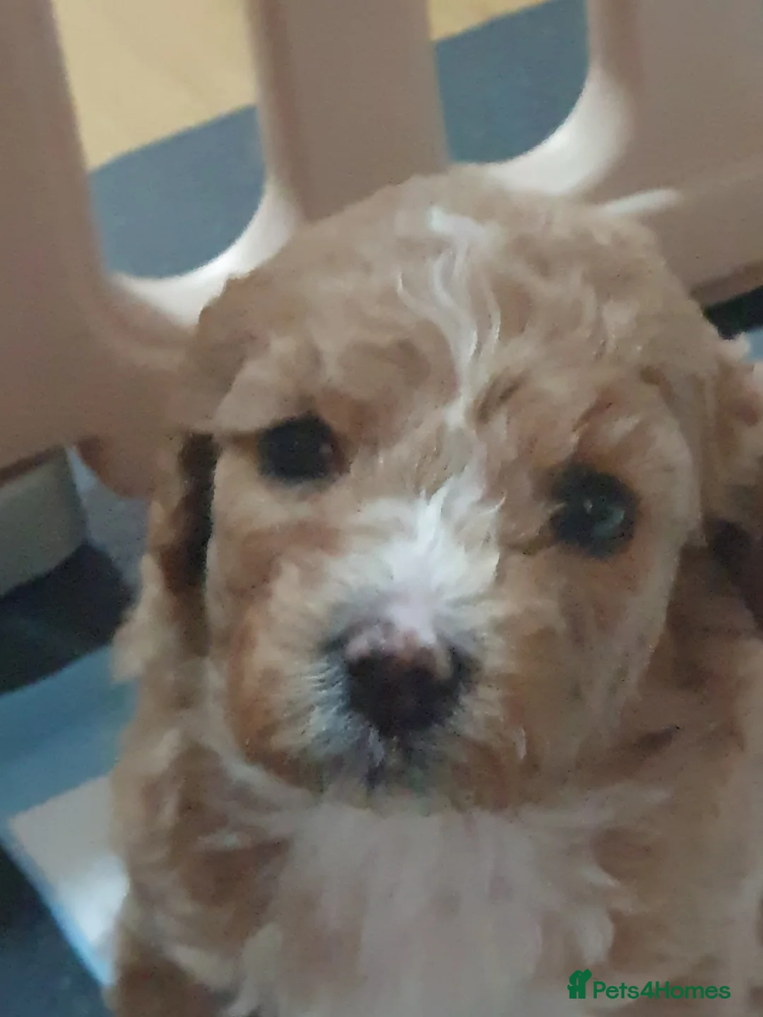 Mixed Breed dogs for sale: Beautiful little of cavapoochon puppies - Advert 17
