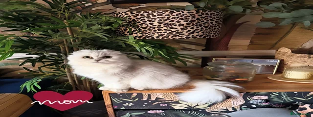 Emilia el Fluff