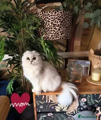 Emilia el Fluff