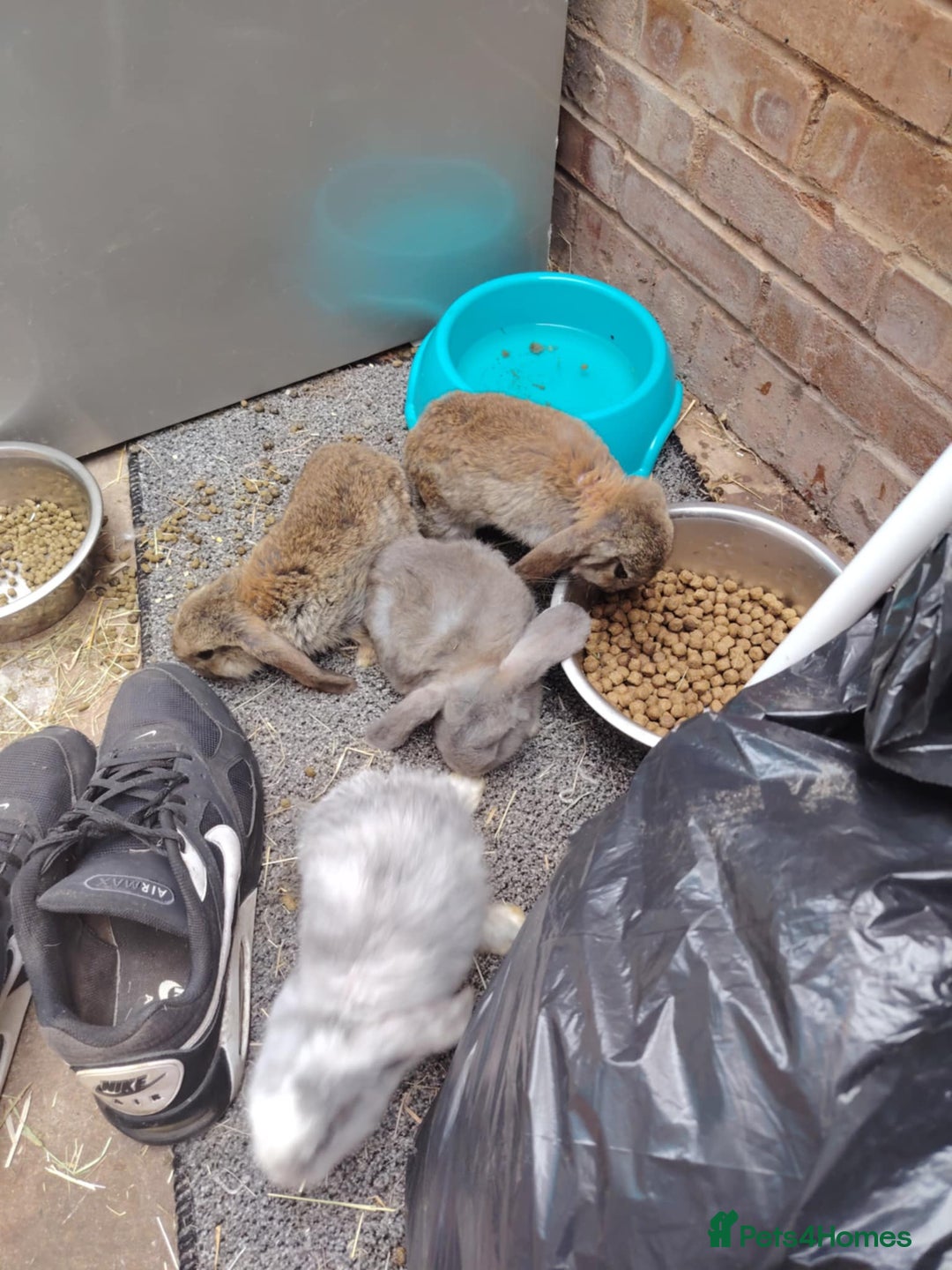 French Lop rabbits for sale: Giant lops beautiful example  - Image 7