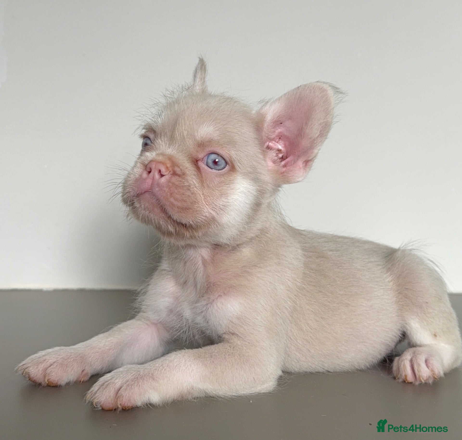 French Bulldog dogs The most beautiful & quality Pink and tan MALE - Advert 7