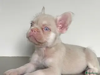 French Bulldog dogs The most beautiful & quality Pink and tan MALE - Advert 7