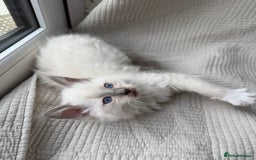 Ragdoll cats for sale: Adorable Pedigree Ragdoll Kittens Available 🐾 - Image 14