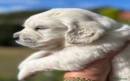 Golden Retriever dogs for sale: 1 Male Puppy Available  - Image 21