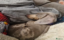 Dachshund dogs for sale: Female 1 year old Dashound  - Image 2