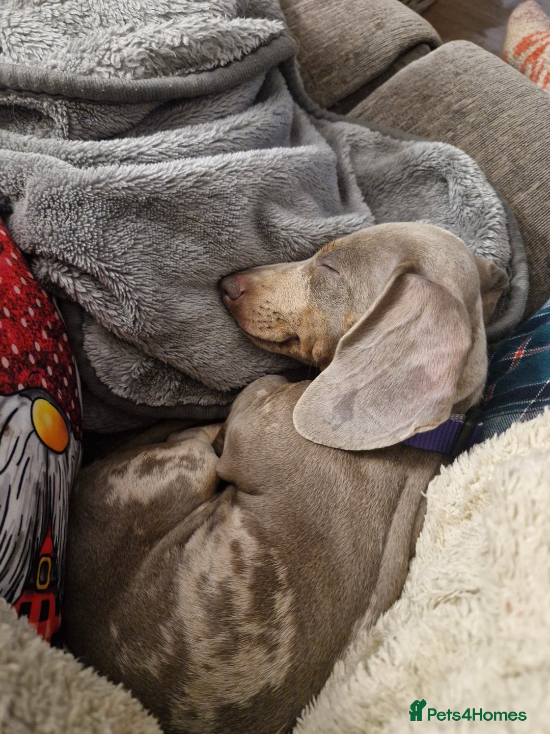 Dachshund dogs for sale: Female 1 year old Dashound  - Image 2