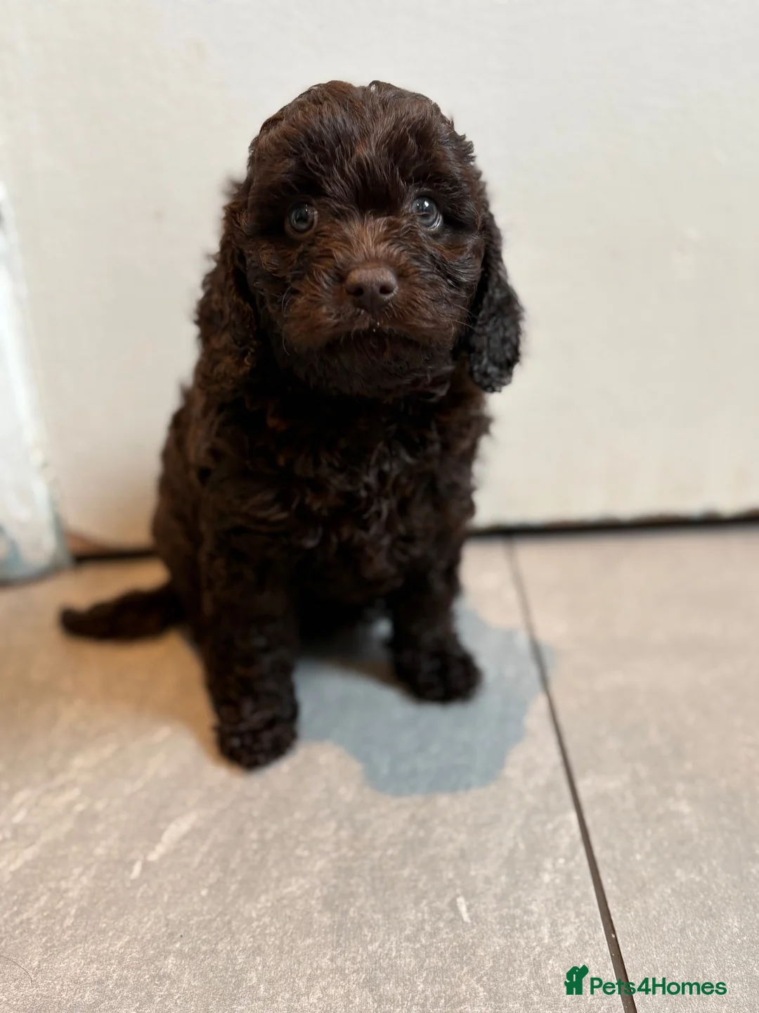 Cavapoo dogs for sale: 4 chocolate Cavapoo puppies - Advert 2