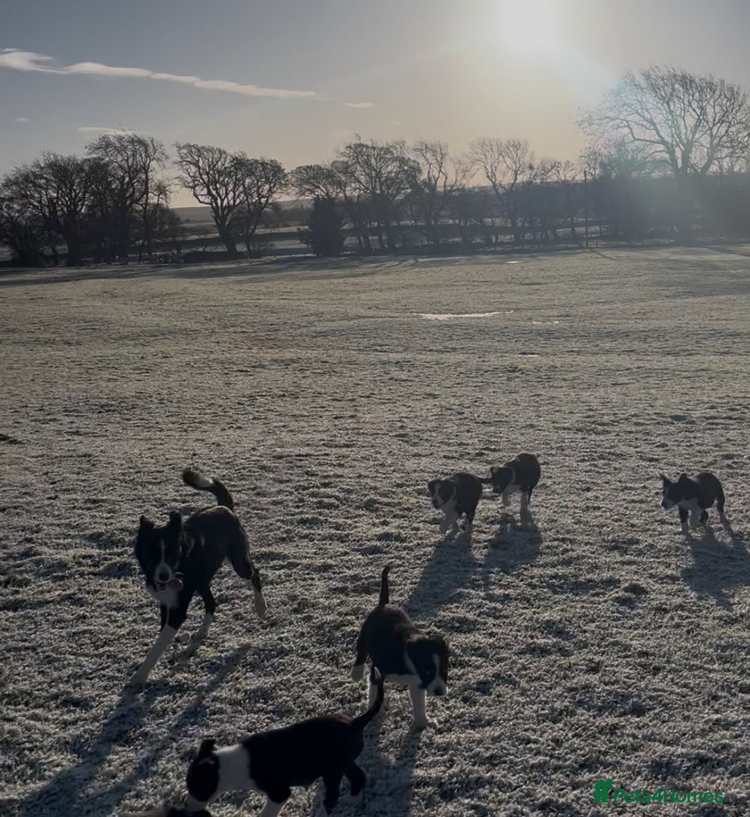Border Collie dogs for sale: Working Border Collie Pups - Advert 5