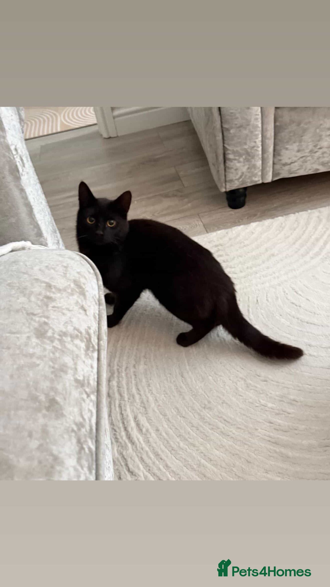 Mixed Breed cats Mr Miaouth - Advert 3