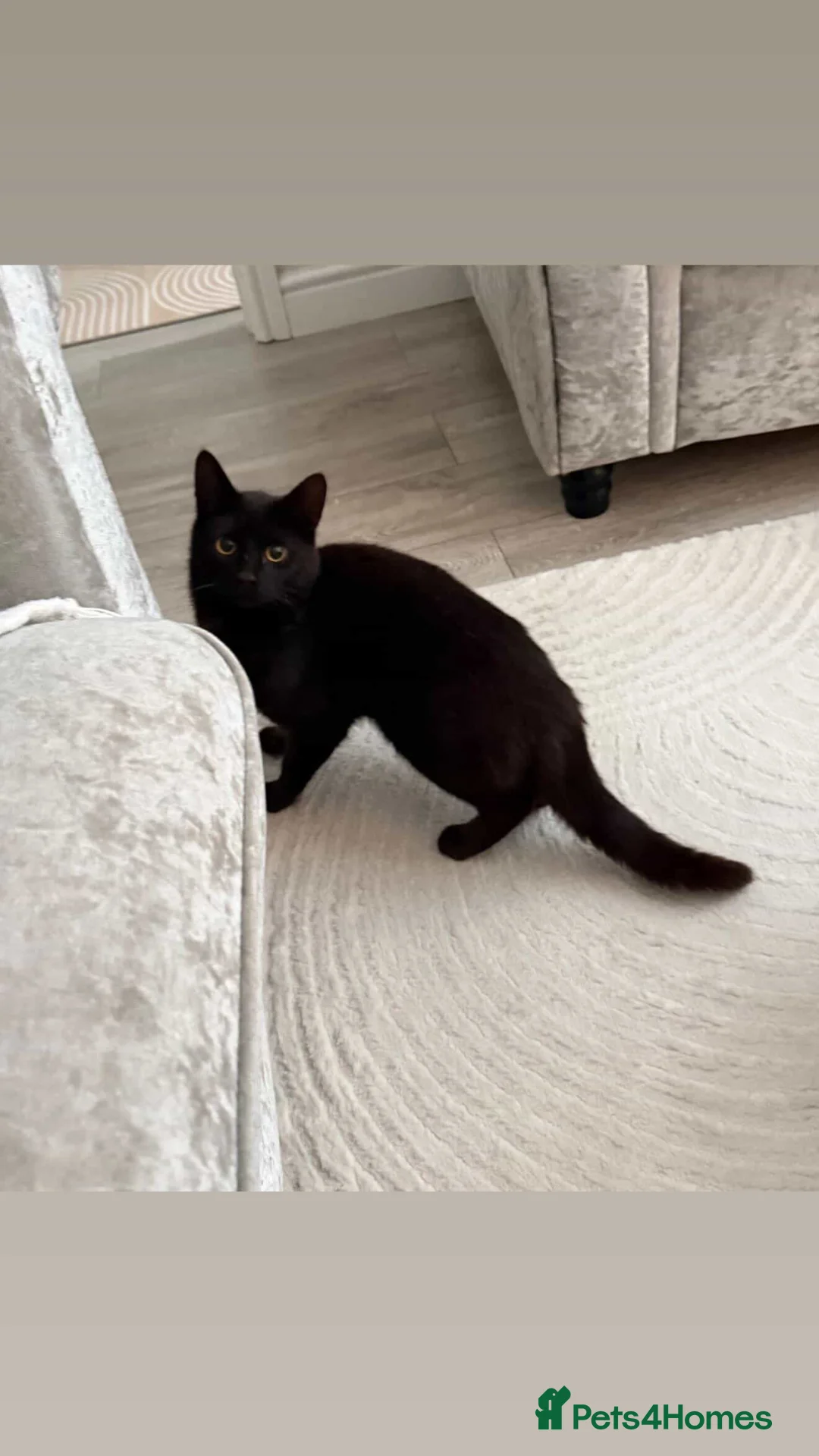 Mixed Breed cats for sale: Mr Miaouth - Advert 1