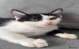 Ragdoll cats for sale: Gorgeous ❤️Bengal-Ragdoll Mix Kitten – £200 Today - Image 6