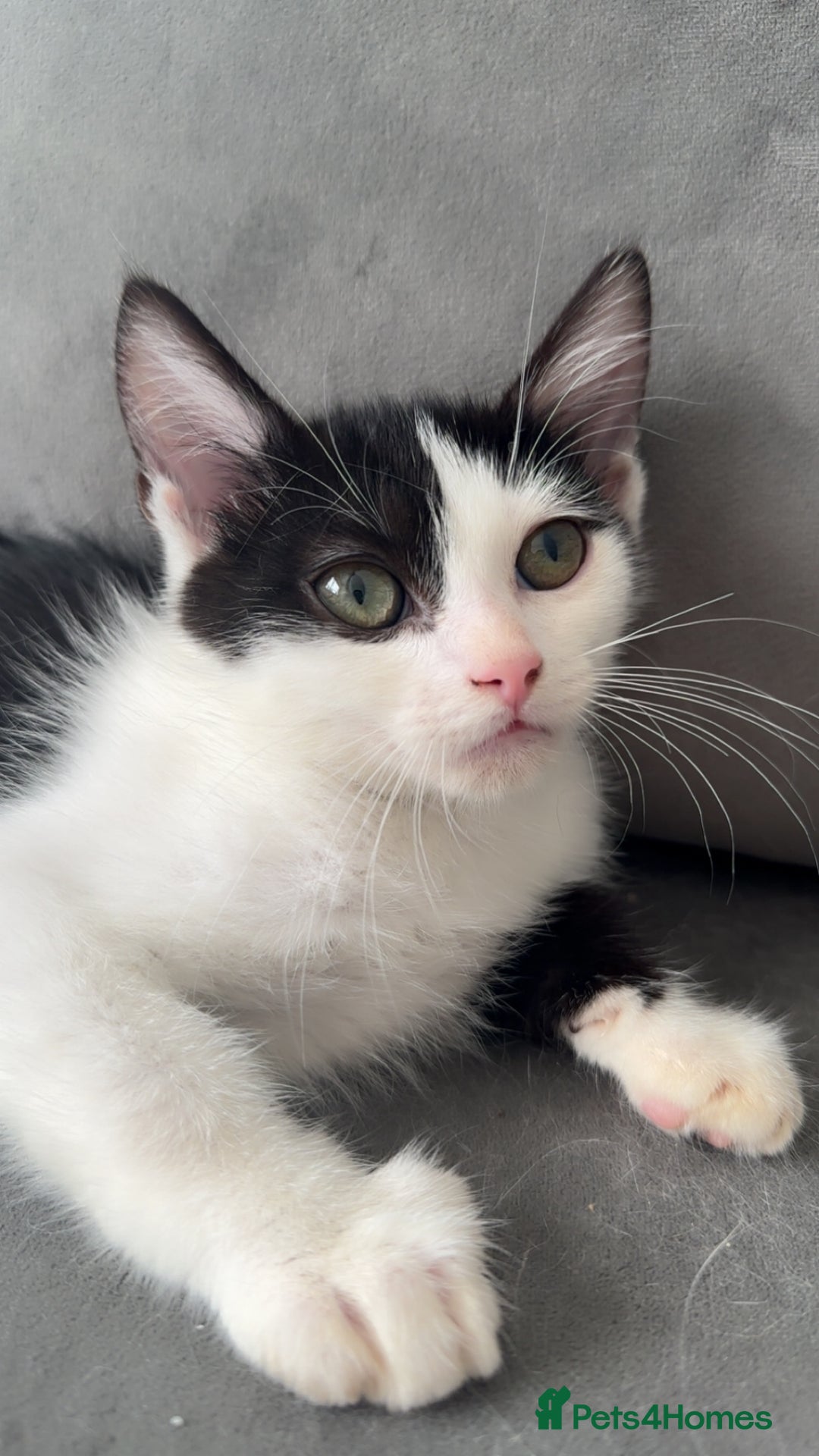 Ragdoll cats for sale: Gorgeous ❤️Bengal-Ragdoll Mix Kitten – £200 Today - Image 6