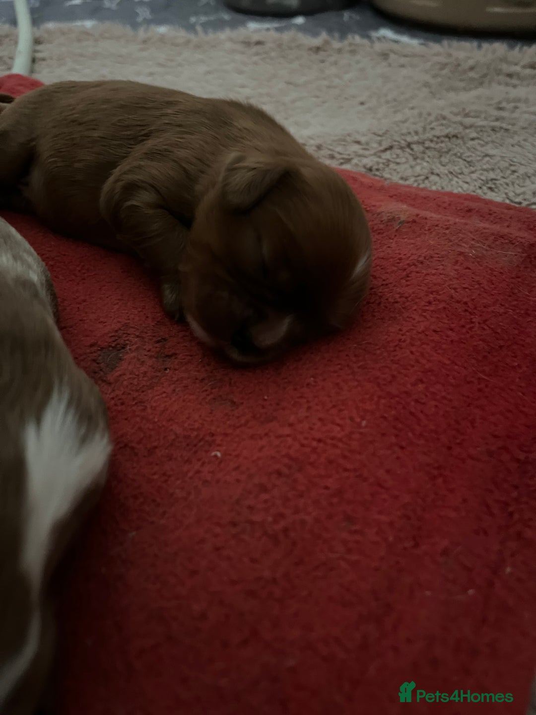 Cavalier King Charles Spaniel dogs for stud: Merlesque 5⭐️ cavalier stud DNA/Heart/Eye tests in Birmingham - Advert 10