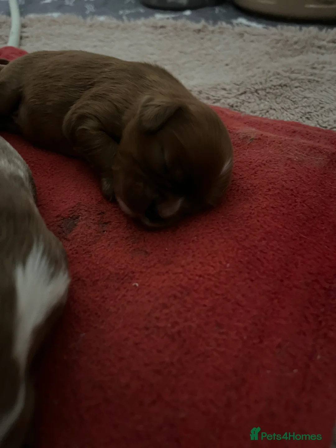 Cavalier King Charles Spaniel dogs for stud: Merlesque 5⭐️ cavalier stud DNA/Heart/Eye tests in Birmingham - Advert 10