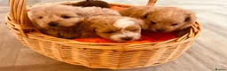 Pomapoo dogs for sale: Stunning pomapoo puppies - Advert 6