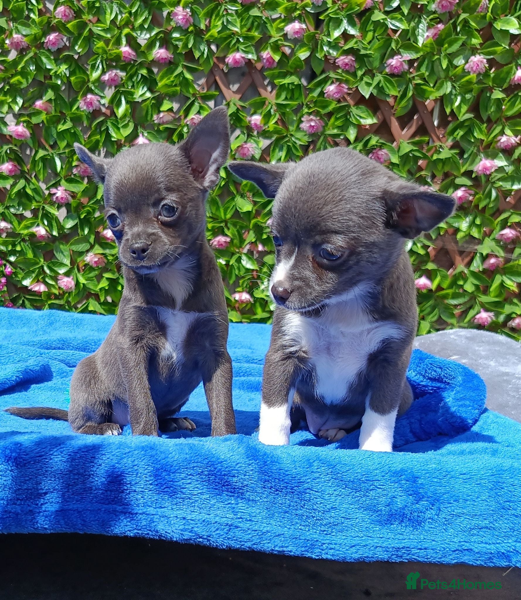 Chihuahua dogs STUNNING LITTLE PUPS KC REG 2 GIRLS  - Advert 1