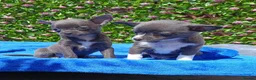 Chihuahua dogs for sale:  READY NOW KC REG 2 GIRLS HEALTH TESTED  - Advert 9