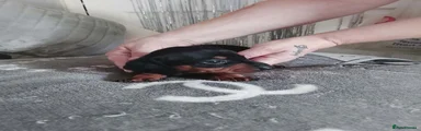 Dachshund 1