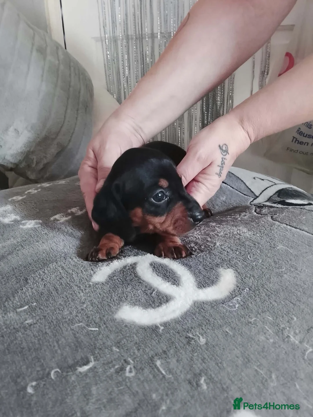 Dachshund dogs for sale: Beautiful Dutchhound puppy's ready to leave  - Advert 10