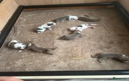 American Bull Staffy dogs for sale: Perfect Puppies -American Bull Staffy’s  - Image 2