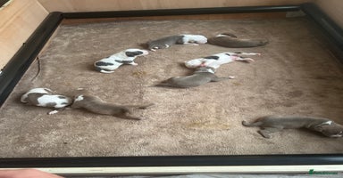 American Bull Staffy dogs - Advert 5