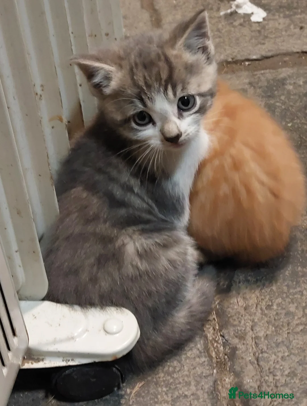 Mixed Breed cats for sale: Kittens for sale - Advert 2