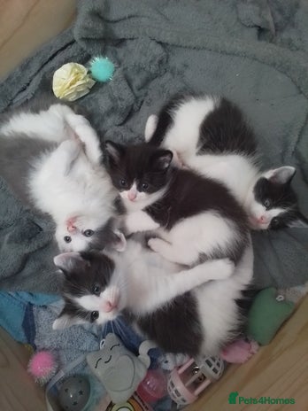 Ragdoll cats - Advert 5