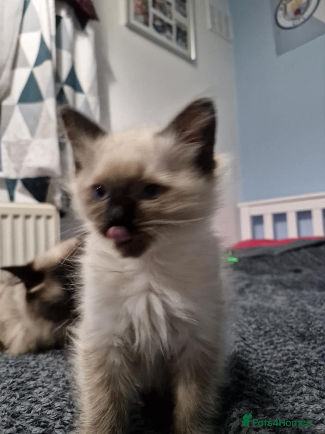 Ragdoll cats for sale: Seal Point Ragdoll – Boy Looking for a Loving Home - Advert 1