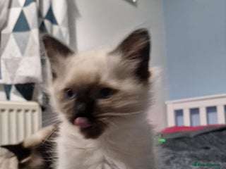 Ragdoll cats Seal Point Ragdoll – Boy Looking for a Loving Home - Advert 2