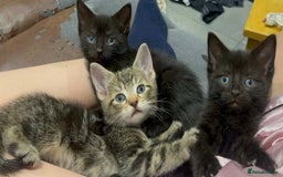 Domestic Shorthair cats for sale: 3 Gorgeous Kittens!! - Image 1