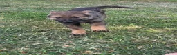 Tamaskan dogs for sale: Tamaskan Puppies *Health Tested Parents* - Advert 13
