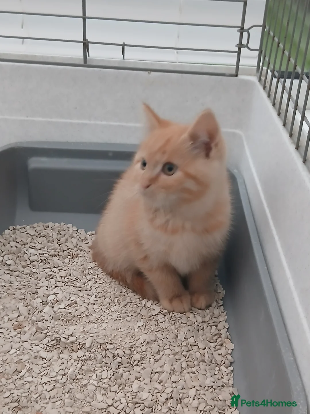 British Longhair cats for sale: British short-hair xxx - Advert 11