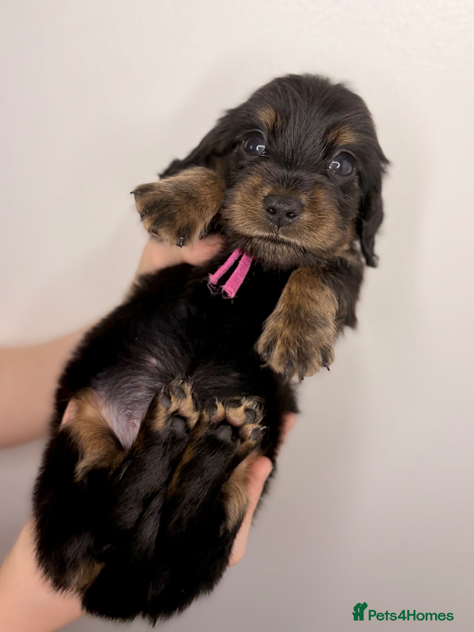 Miniature Dachshund dogs Pedigree Longhaired Miniature Dachshunds  - Advert 3