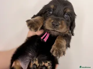 Miniature Dachshund dogs Pedigree Longhaired Miniature Dachshunds - Advert 2