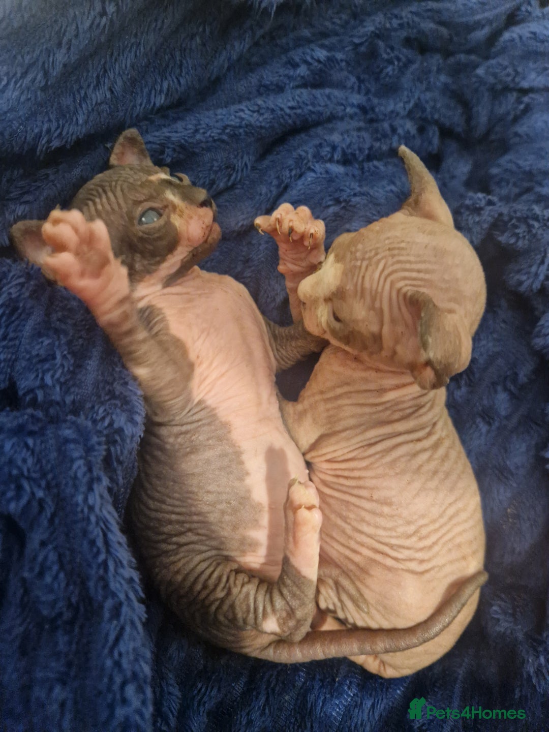 Sphynx cats for sale: Two sphynx kittens  - Image 8