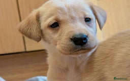 Labrador Retriever dogs for sale: Stunning litter of Labrador retriever pups  - Advert 4