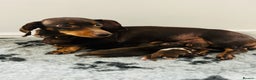 Miniature Dachshund dogs for sale: Miniature Dachshund Chocolate and Tan Girl - Advert 8