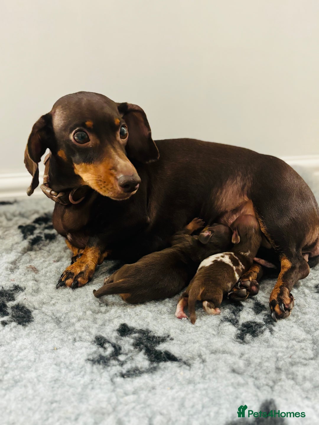 Miniature Dachshund dogs for sale: Miniature Dachshund Chocolate and Tan Girl - Advert 8