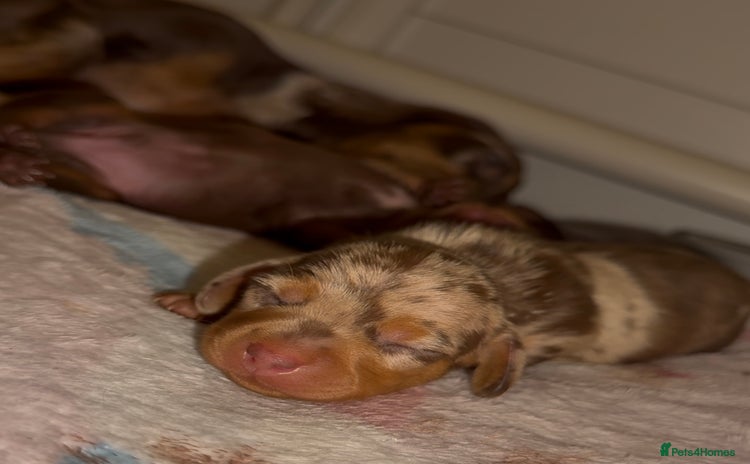 Miniature Dachshund dogs 🐾🌟 Miniature Dachshund Puppies🌟🐾 - Advert 14