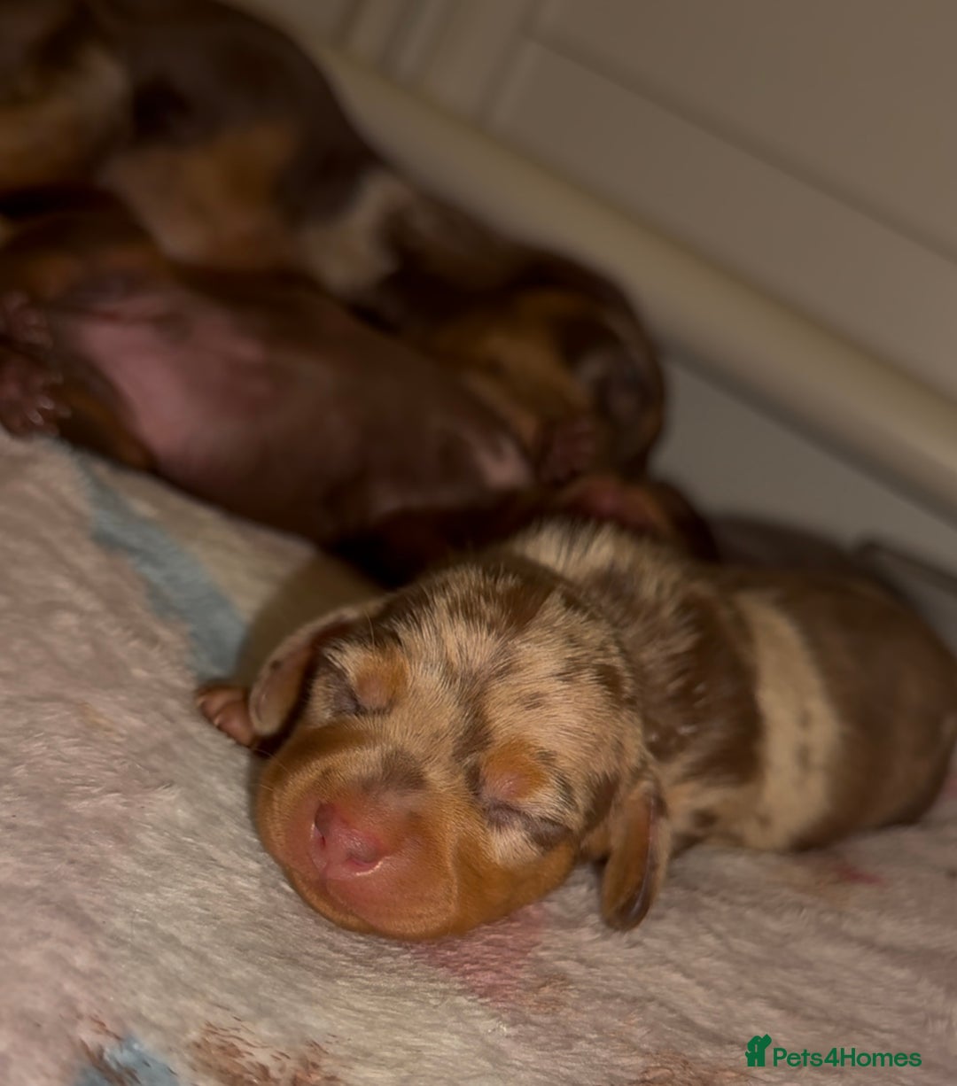 Miniature Dachshund dogs for sale: 🐾🌟KC Reg Miniature Dachshund Puppies🌟🐾 - Advert 9