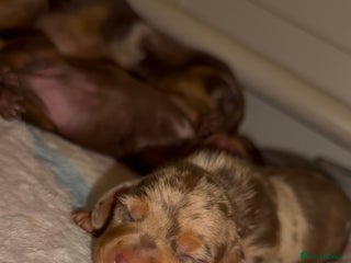Miniature Dachshund dogs 🐾🌟 Miniature Dachshund Puppies🌟🐾 - Advert 2