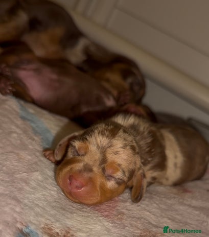 Miniature Dachshund dogs 🐾🌟 Miniature Dachshund Puppies🌟🐾 - Advert 14
